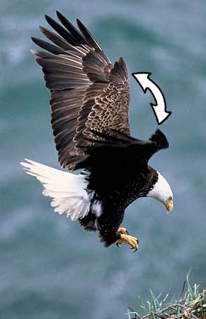 Eagle displayng alulas